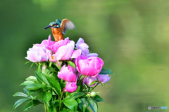 シャクヤクとカワセミ