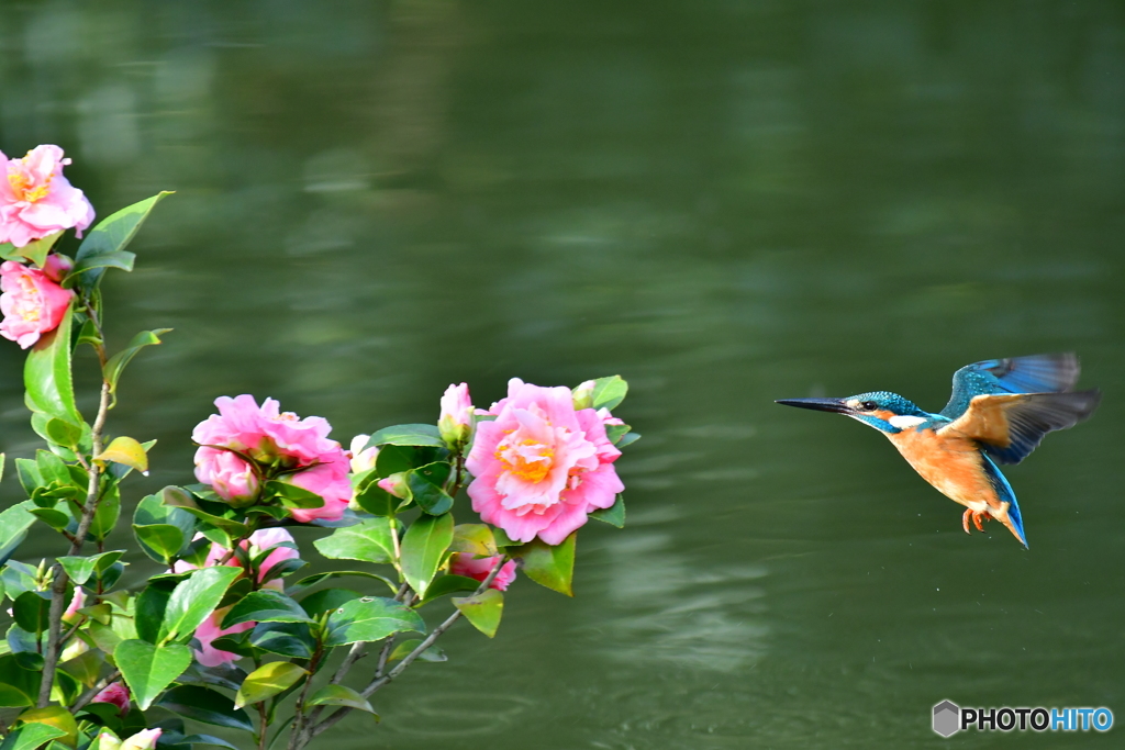 ツバキとカワセミ