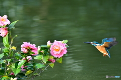 ツバキとカワセミ