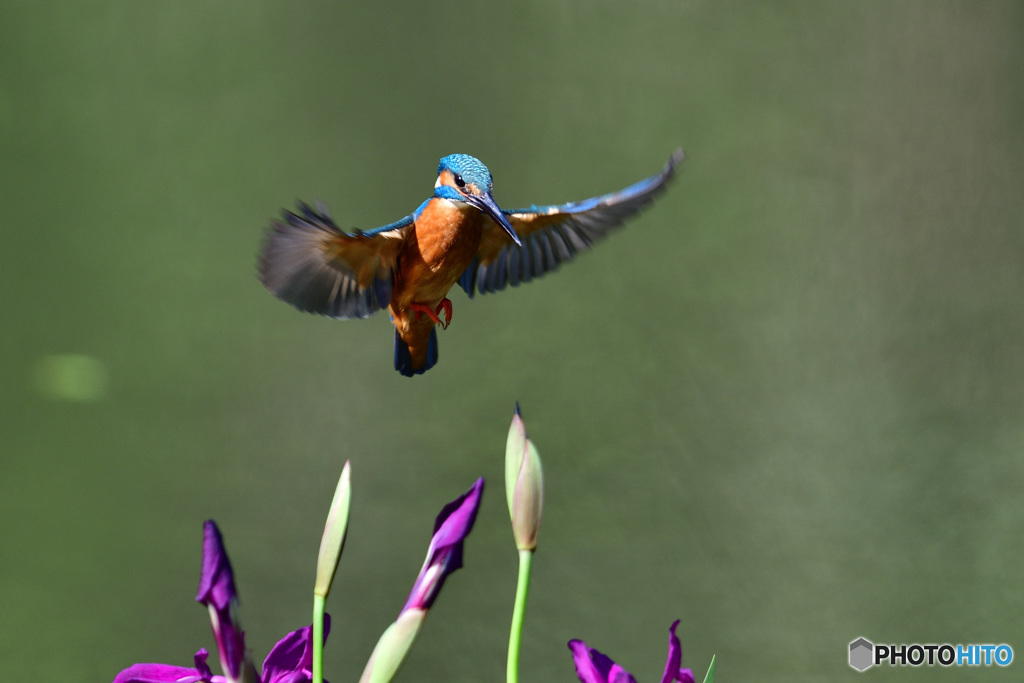 カキツバタとカワセミ