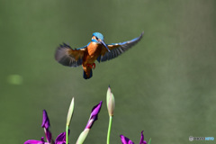 カキツバタとカワセミ