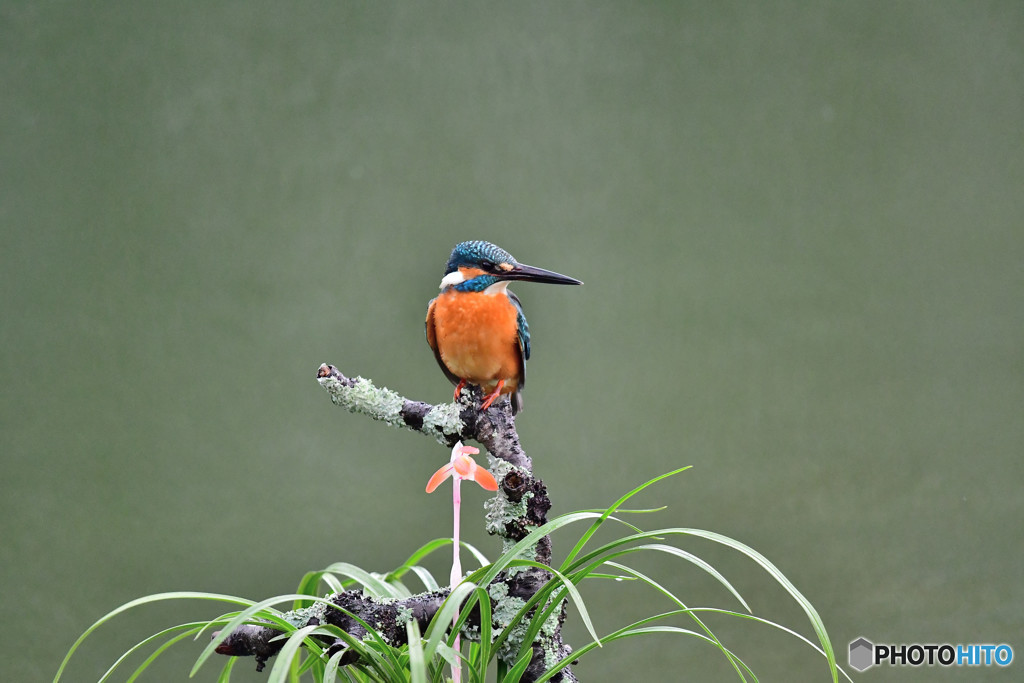 春蘭とカワセミ