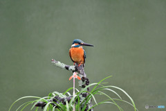 春蘭とカワセミ