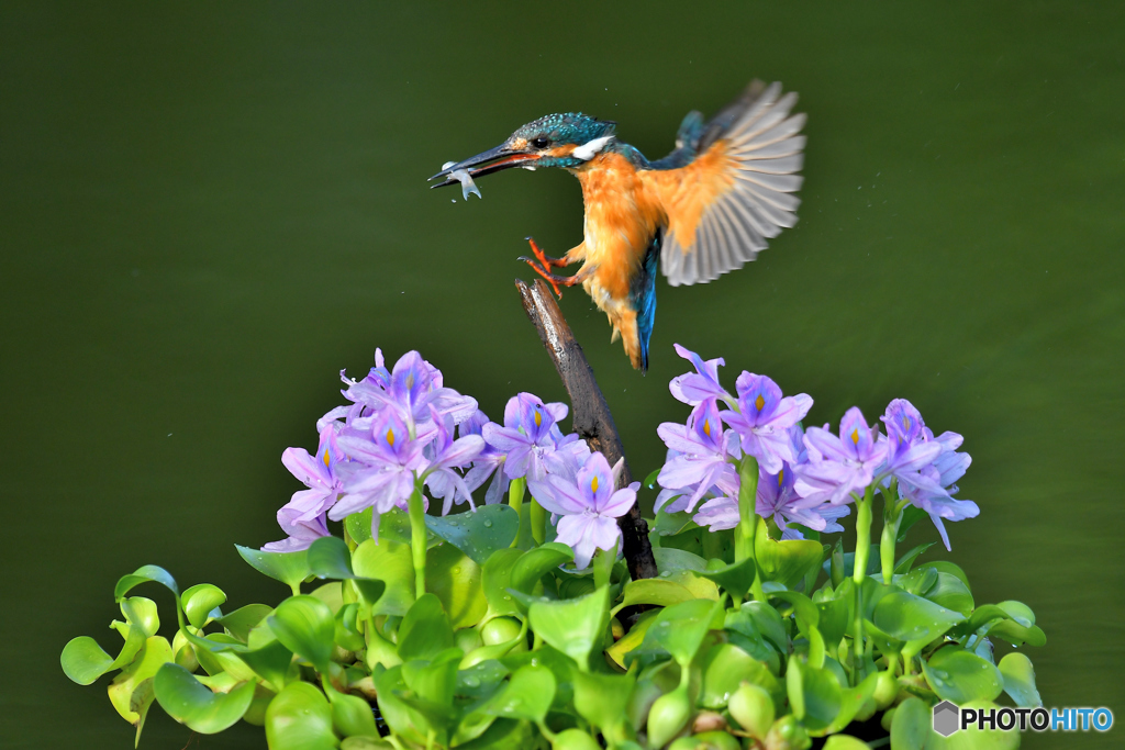 ホテイアオイとカワセミ