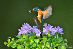 ホテイアオイとカワセミ