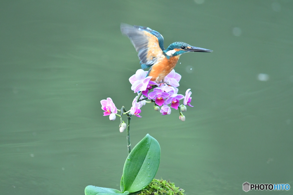 胡蝶蘭とカワセミ