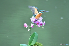 胡蝶蘭とカワセミ