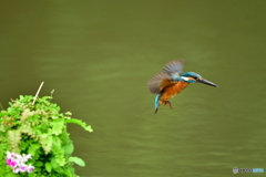 山野草とカワセミ