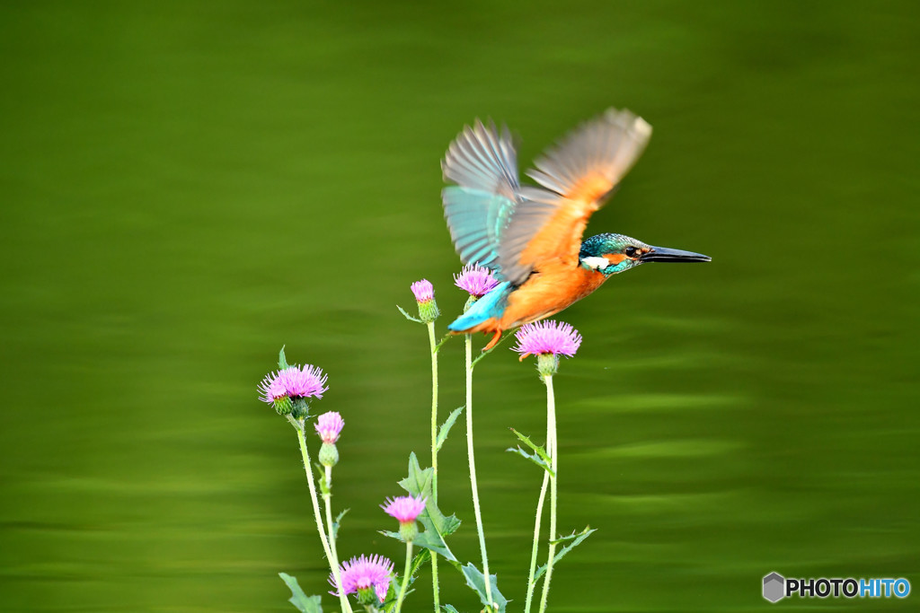 アザミとカワセミ