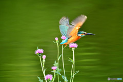 アザミとカワセミ