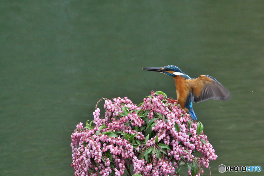 アセビとカワセミ