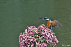 アセビとカワセミ