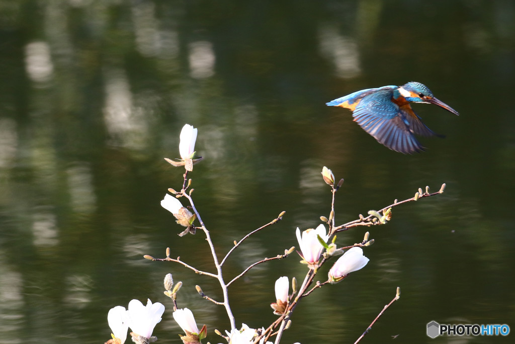 コブシとカワセミ
