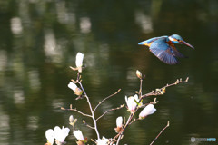 コブシとカワセミ