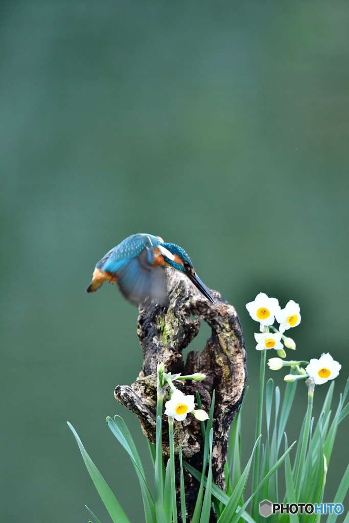 スイセンとカワセミ