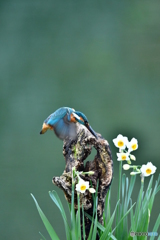 スイセンとカワセミ