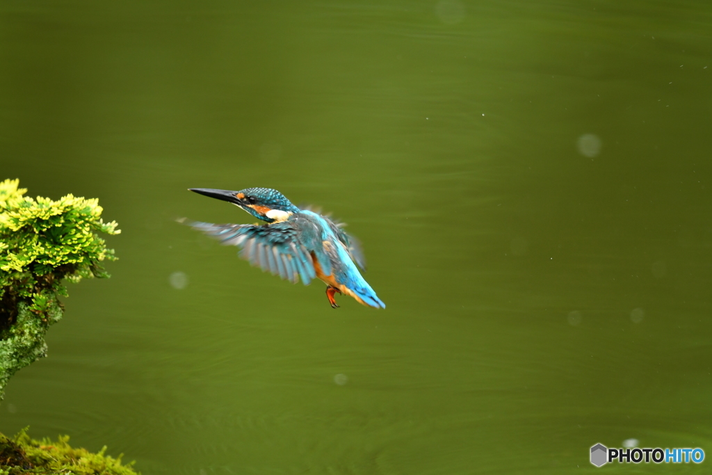 岩松とカワセミ