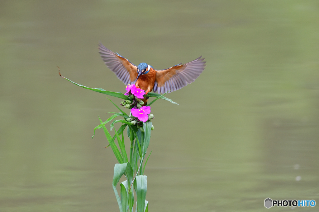ツユクサとカワセミ