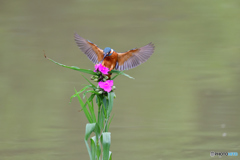 ツユクサとカワセミ