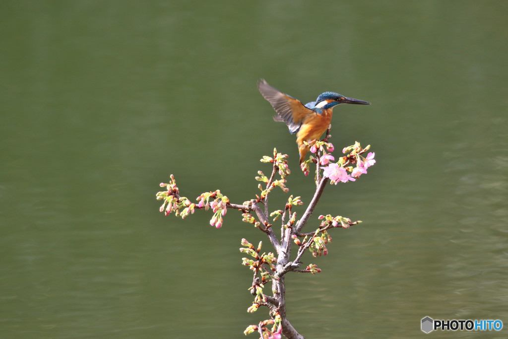 河津桜とカワセミ