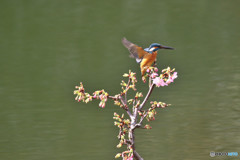 河津桜とカワセミ