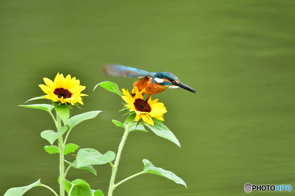 ヒマワリとカワセミ