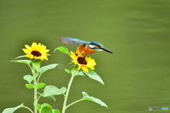 ヒマワリとカワセミ