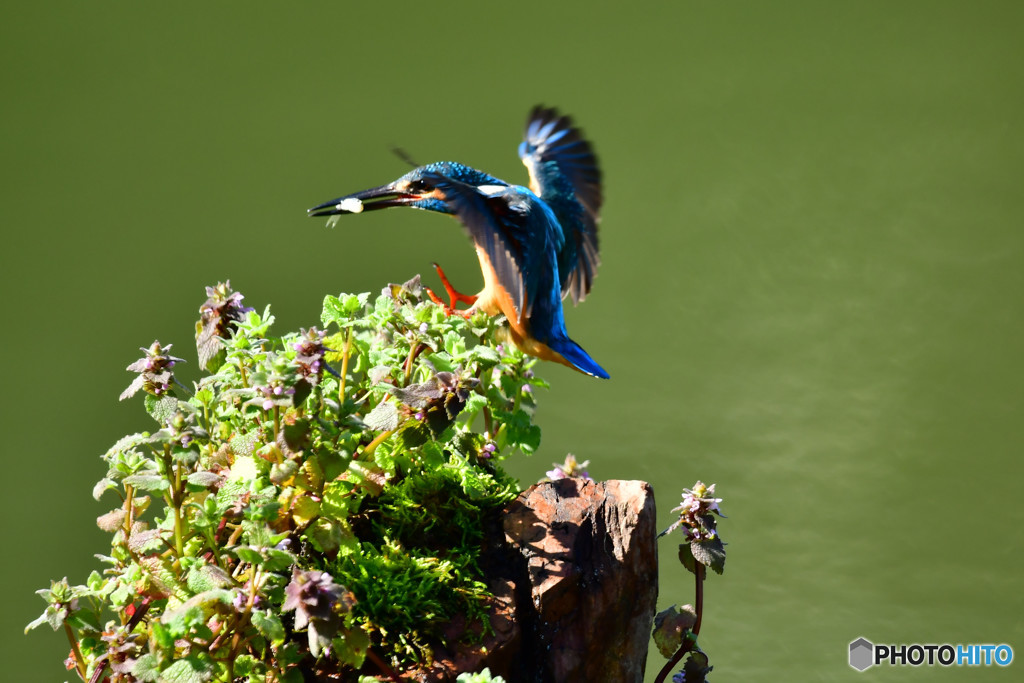 姫踊り子草とカワセミ