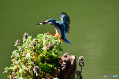 姫踊り子草とカワセミ
