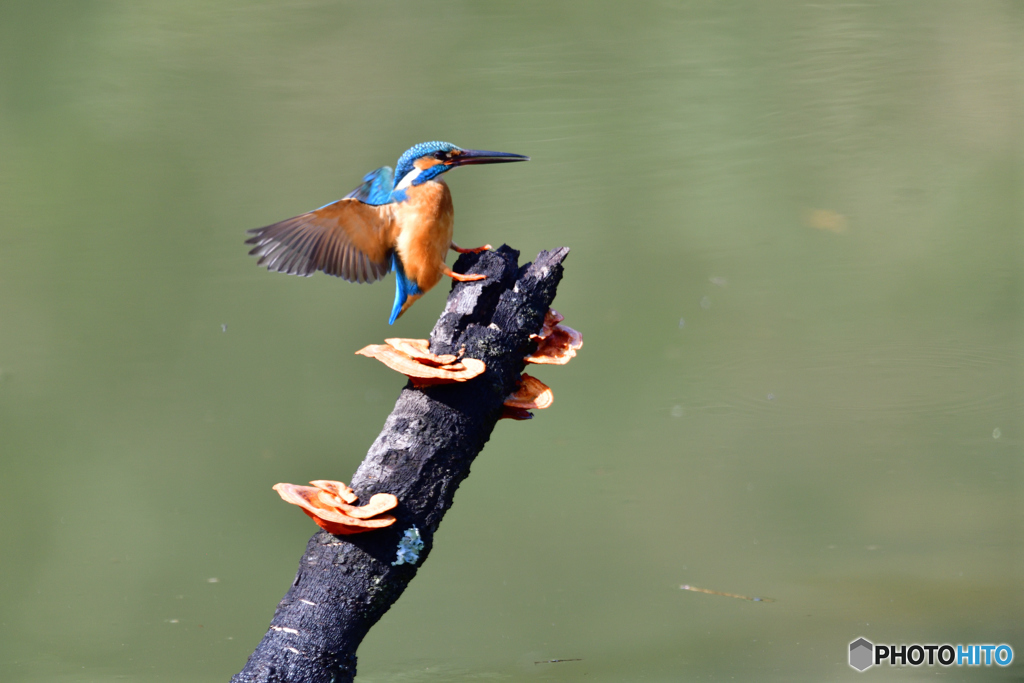 キノコとカワセミ