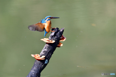 キノコとカワセミ