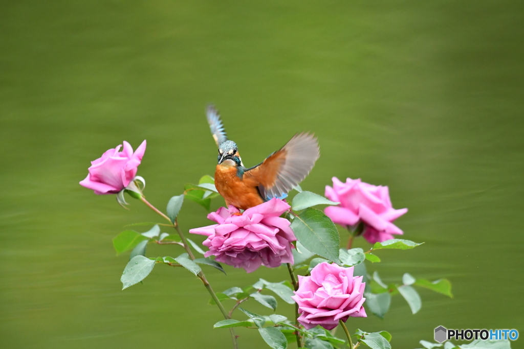 バラとカワセミ