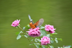 バラとカワセミ