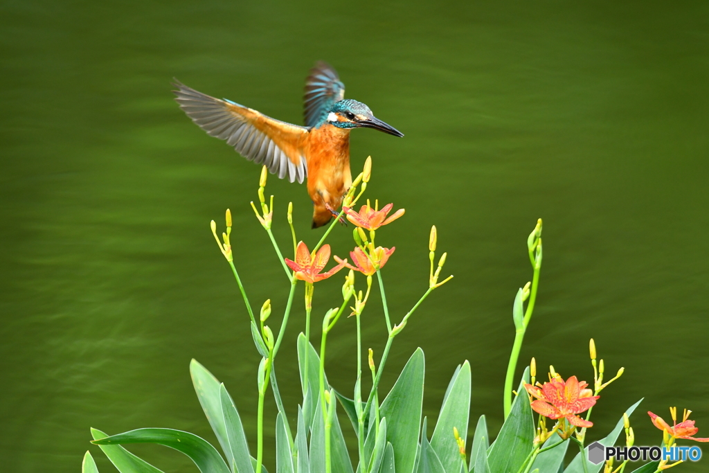 ヒオウギとカワセミ