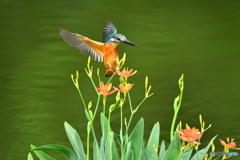 ヒオウギとカワセミ