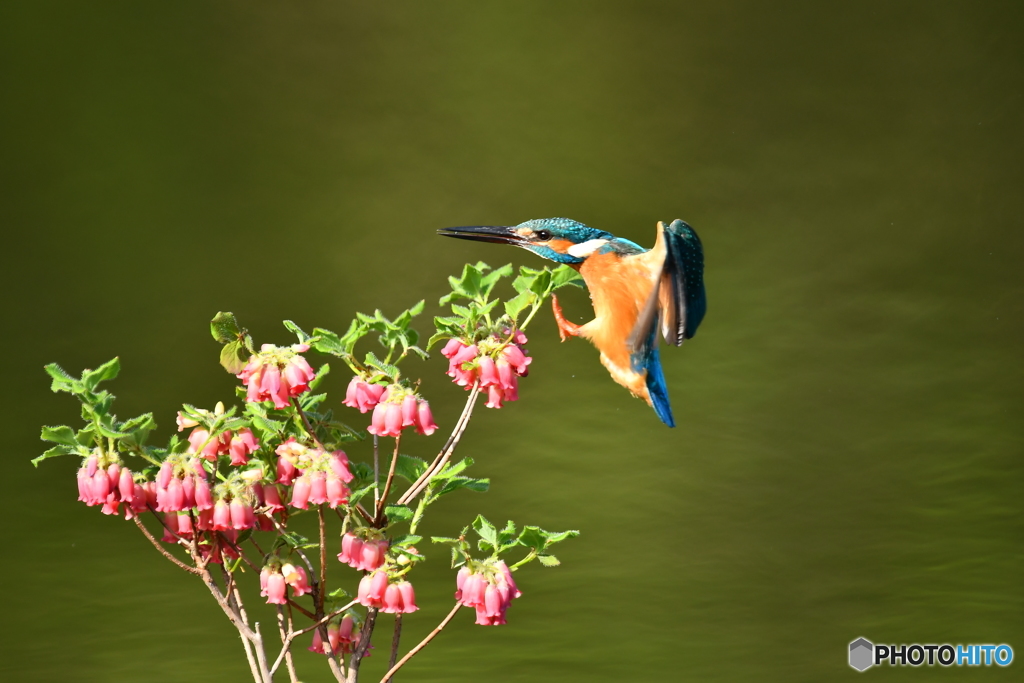 箱根ツリガネツツジとカワセミ
