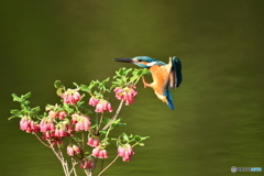 箱根ツリガネツツジとカワセミ