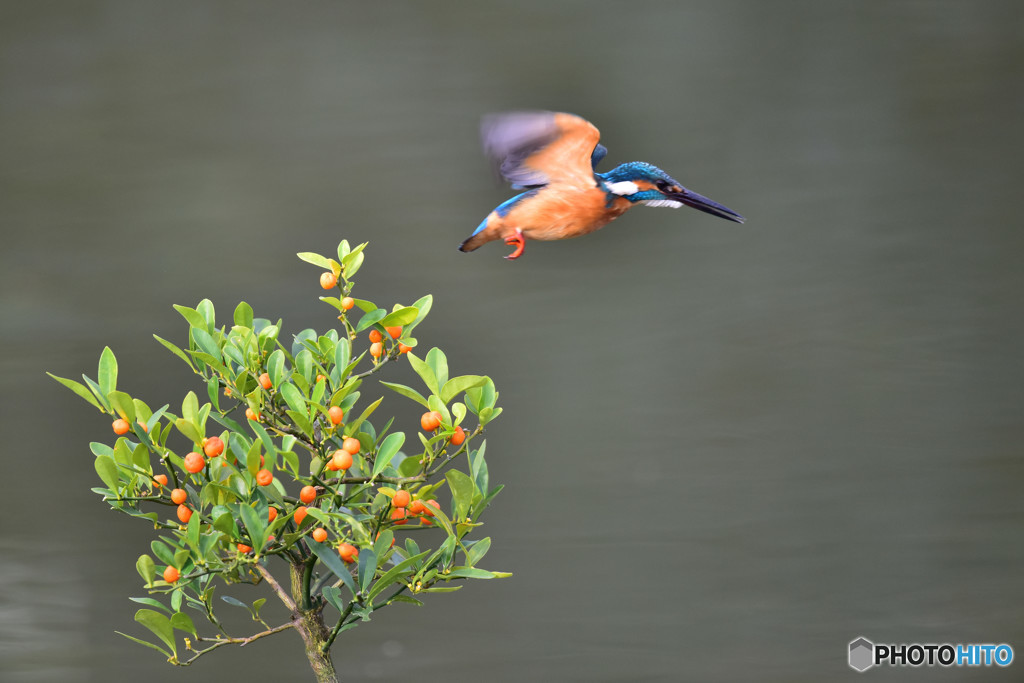 キンズとカワセミ