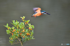 キンズとカワセミ