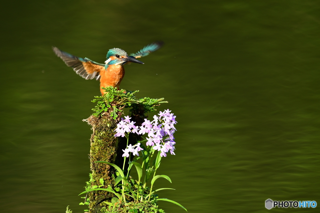 ウチョウランとカワセミ