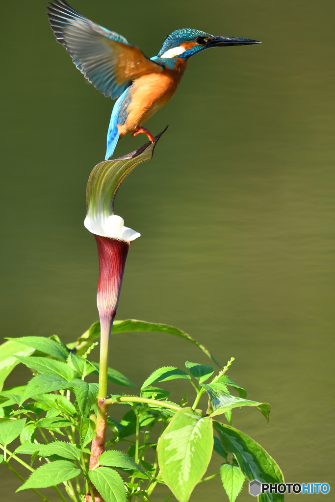 雪持草とカワセミ