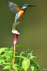 雪持草とカワセミ