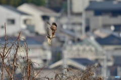 ノスリの飛び出し