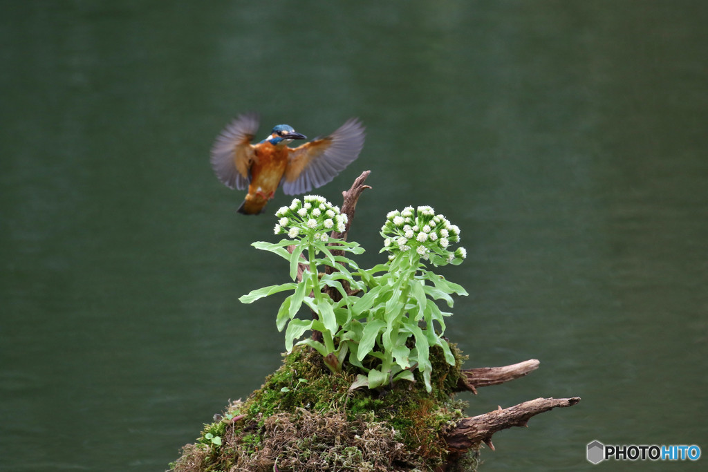 フキの花とカワセミ