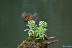 フキの花とカワセミ