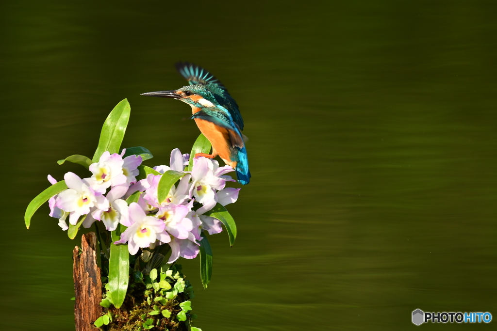 デンドロビウムとカワセミ