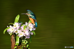 デンドロビウムとカワセミ