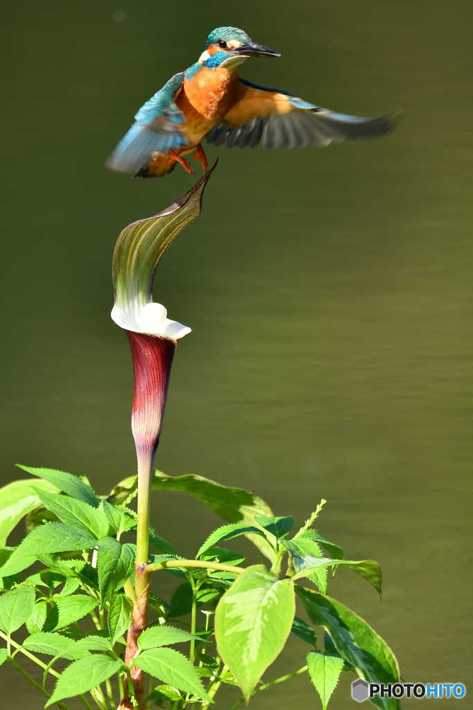 雪持草とカワセミ