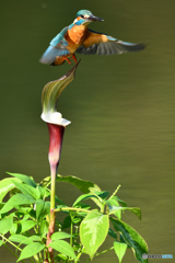 雪持草とカワセミ