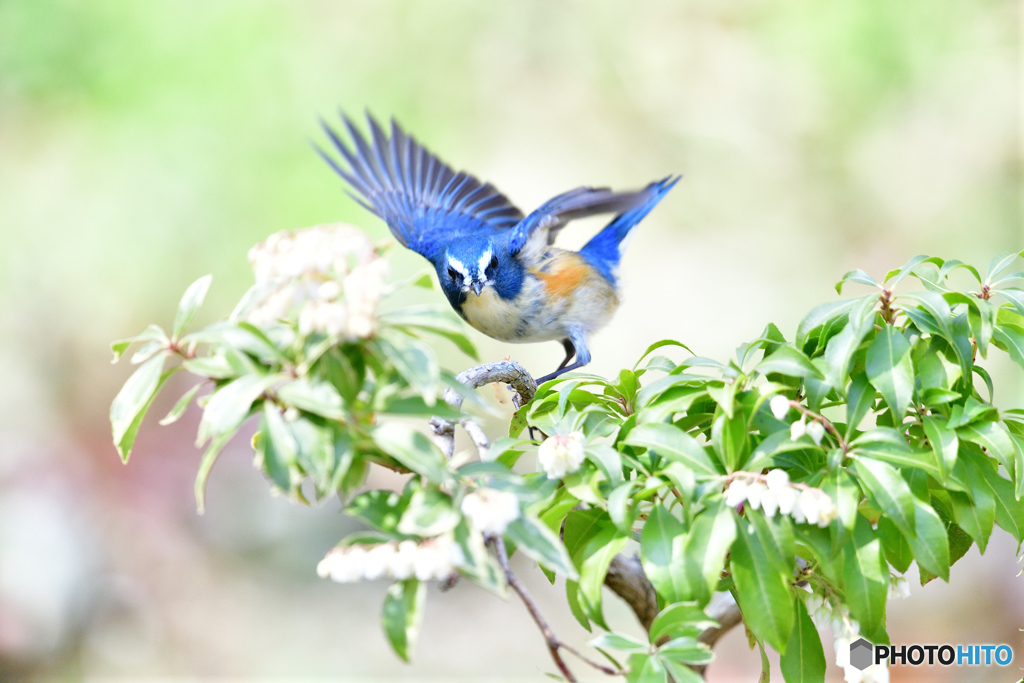 アセビとルリビタキ
